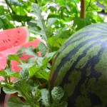 スイカ栽培（育て方）に秘密あり！！／家庭菜園でも簡単にできる！！