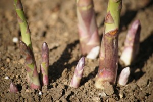 asparagus2