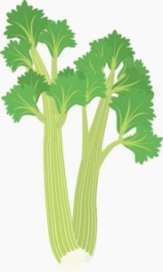 celery03