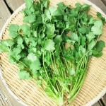 コリアンダーの驚くべき効能&家庭菜園での育て方