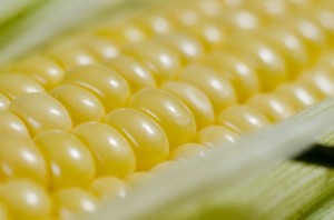 corn1