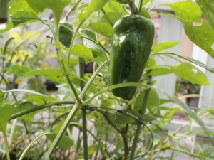 greenpepper2