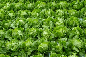 lettuce03