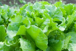 lettuce04