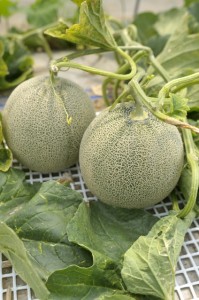 melon02
