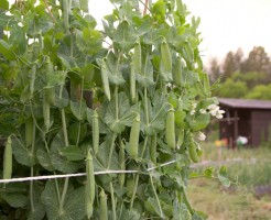 スナップエンドウ栽培の秘密 あなたもベランダで育ててみませんか 必読 調べたい情報がいっぱい