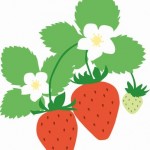 イチゴの栽培（育て方）豆知識／イチゴを家庭菜園で育てよう！